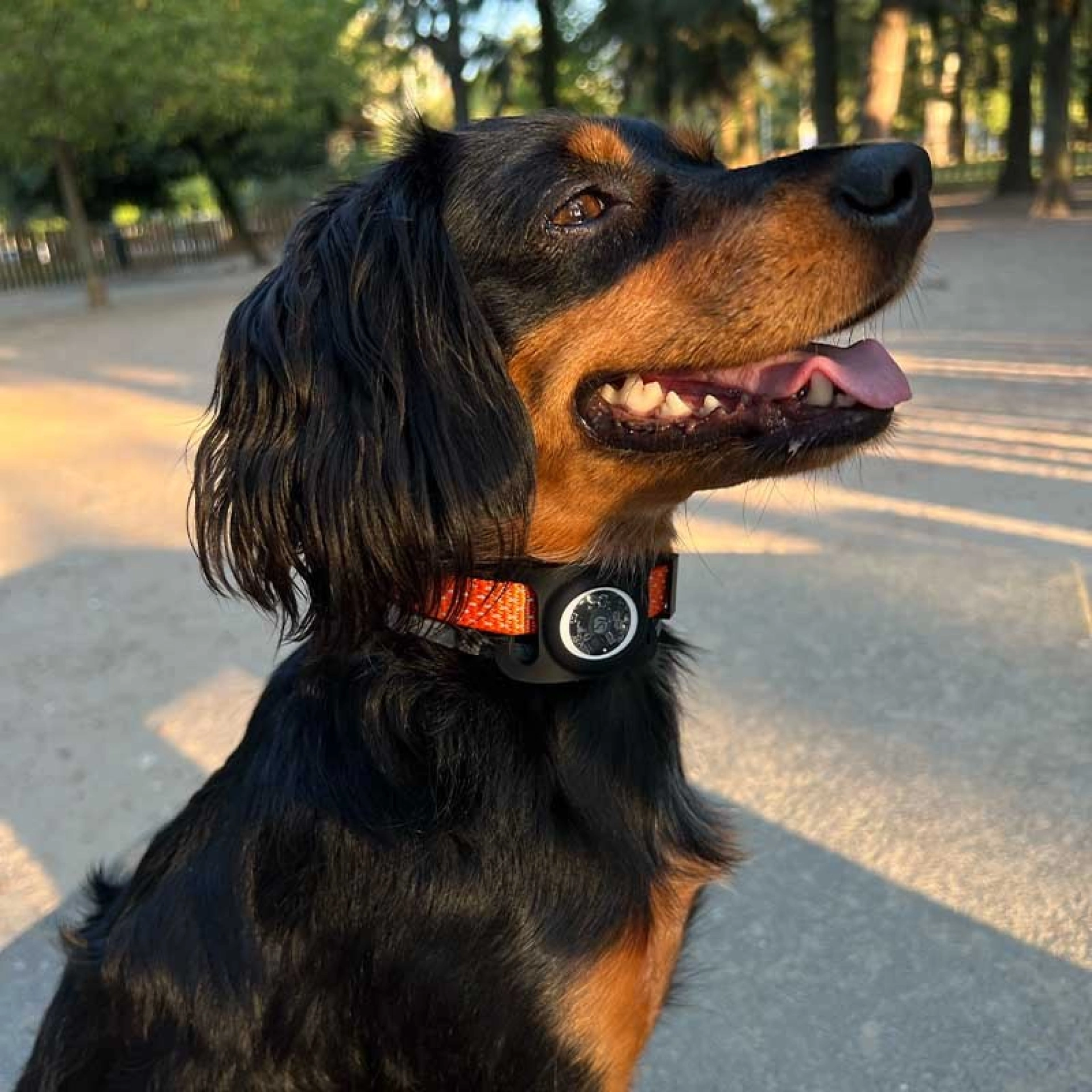 Funda AirTag per a Collar