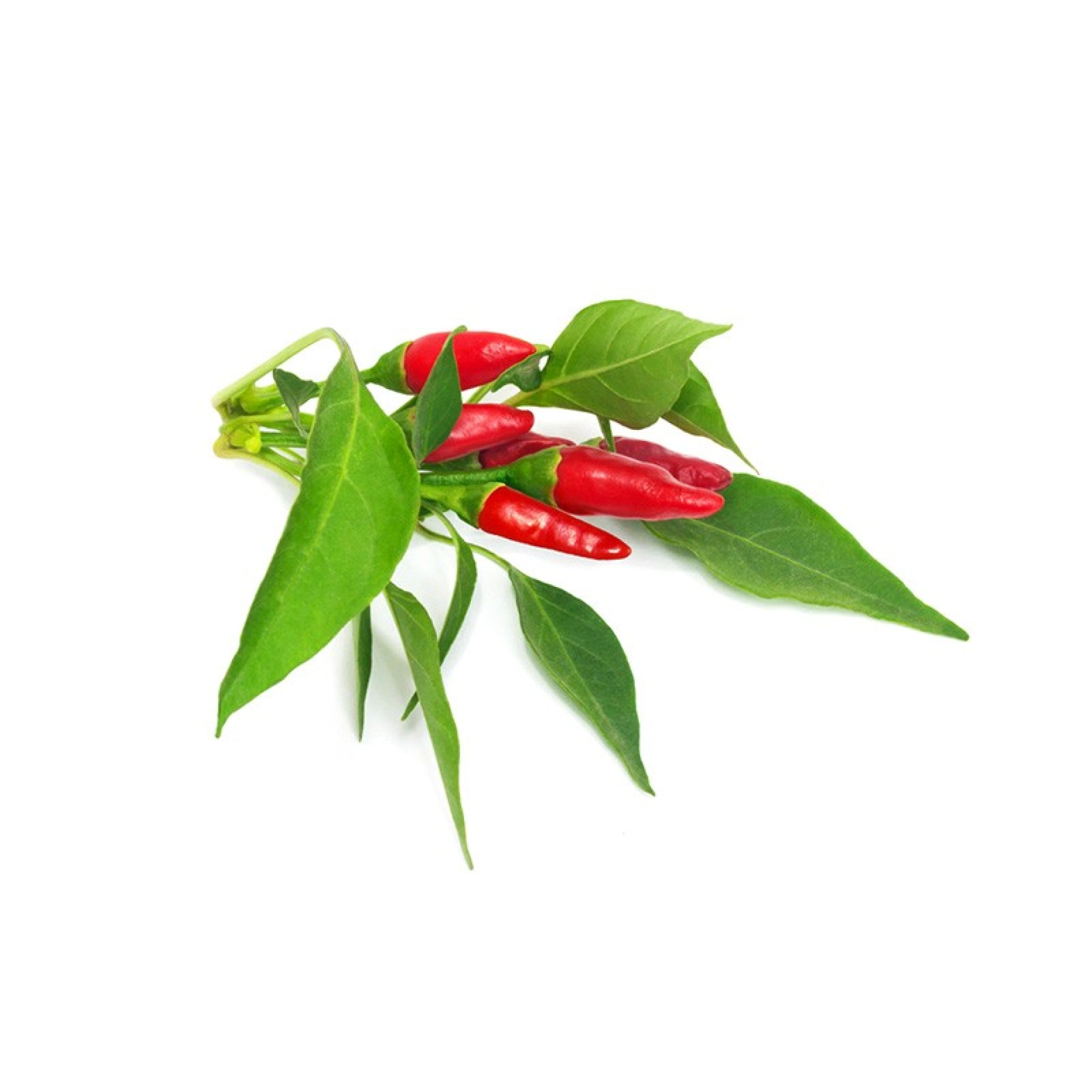 Càpsules de llavors Click and Grow 3 Piri Piri